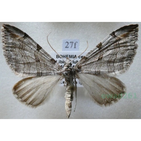 Aplocera plagiata (Linnaeus, 1758) Niekrocz dziurawczak Czech27f